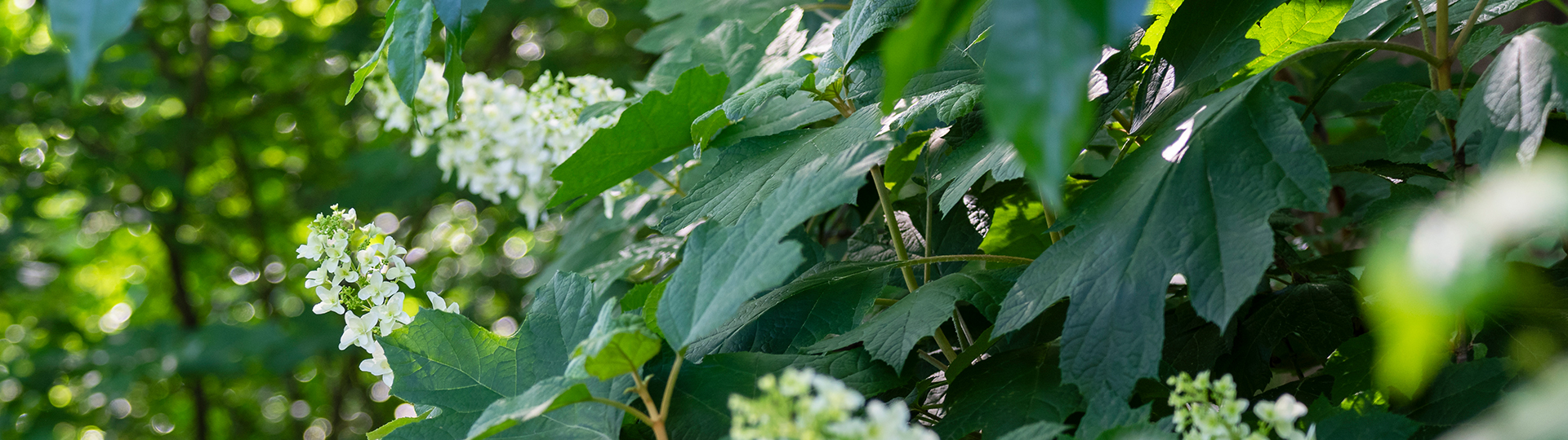 astl_price_header_image